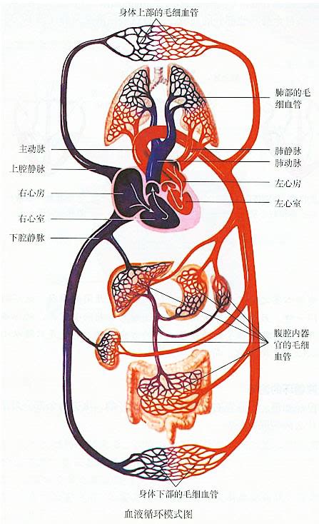 血液循环简图|血液循环